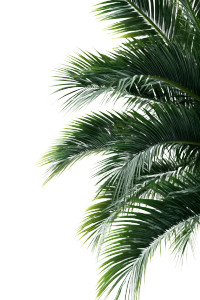 Palm Tree Leafs Vinyl Car Decal Sticker – Waterproof & UV-Resistant 8" Palm Tree Leafs Vinyl Car Decal Sticker – Waterproof & UV-Resistant 8"