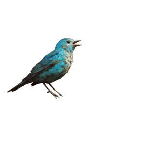 Singing Turquoise Bird Vinyl Car Decal Sticker – Waterproof & UV-Resistant 8"