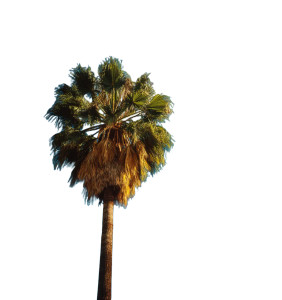 Palm Tree Sky Vinyl Car Decal Sticker – Waterproof & UV-Resistant 8" Palm Tree Sky Vinyl Car Decal Sticker – Waterproof & UV-Resistant 8"