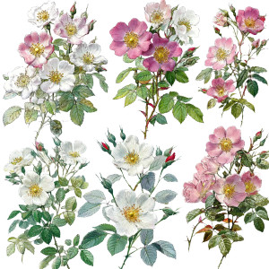 Wild Rose Art Vinyl Car Decal Sticker – Waterproof & UV-Resistant 8"