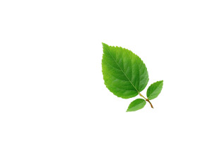 Leaf Vinyl Car Decal Sticker – Waterproof & UV-Resistant 8" Leaf Vinyl Car Decal Sticker – Waterproof & UV-Resistant 8"
