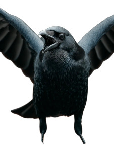 Evil Crow Cawing Vinyl Car Decal Sticker – Waterproof & UV-Resistant 8" Evil Crow Cawing Vinyl Car Decal Sticker – Waterproof & UV-Resistant 8"