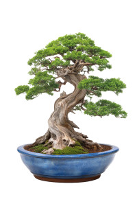 Ancient Bonsai Masterpiece Vinyl Car Decal Sticker – Waterproof & UV-Resistant 8" Ancient Bonsai Masterpiece Vinyl Car Decal Sticker – Waterproof & UV-Resistant 8"