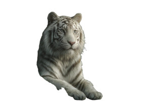 White Tiger V3 Vinyl Car Decal Sticker – Waterproof & UV-Resistant 8"