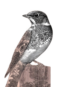 Elegant Nightingale Bird Vinyl Car Decal Sticker – Waterproof & UV-Resistant 8"