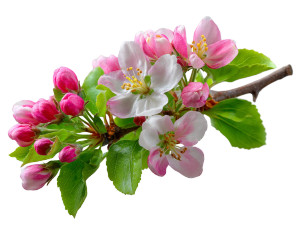Blooming Apple Branch V6 Vinyl Car Decal Sticker – Waterproof & UV-Resistant 8"