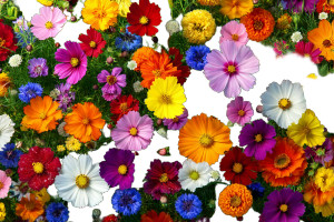 Colorful Wildflowers Vinyl Car Decal Sticker – Waterproof & UV-Resistant 8" Colorful Wildflowers Vinyl Car Decal Sticker – Waterproof & UV-Resistant 8"