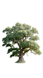 Majestic Ancient Tree V2 Vinyl Car Decal Sticker – Waterproof & UV-Resistant 8" Majestic Ancient Tree V2 Vinyl Car Decal Sticker – Waterproof & UV-Resistant 8"