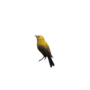 Golden Cage Bird Vinyl Car Decal Sticker – Waterproof & UV-Resistant 8" Golden Cage Bird Vinyl Car Decal Sticker – Waterproof & UV-Resistant 8"