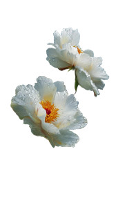 Blooming White Peonies Vinyl Car Decal Sticker – Waterproof & UV-Resistant 8" Blooming White Peonies Vinyl Car Decal Sticker – Waterproof & UV-Resistant 8"