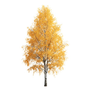 Autumn Birch Tree Vinyl Car Decal Sticker – Waterproof & UV-Resistant 8" Autumn Birch Tree Vinyl Car Decal Sticker – Waterproof & UV-Resistant 8"