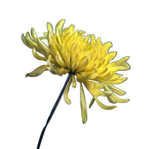 Yellow Chrysanthemum Vinyl Car Decal Sticker – Waterproof & UV-Resistant 8"