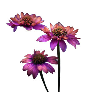 Echinacea Flower Vinyl Car Decal Sticker – Waterproof & UV-Resistant 8" Echinacea Flower Vinyl Car Decal Sticker – Waterproof & UV-Resistant 8"