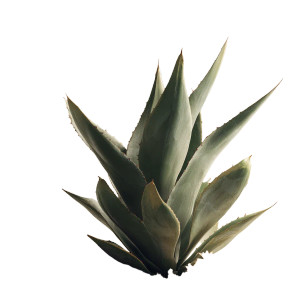 Bright Agave Plant Vinyl Car Decal Sticker – Waterproof & UV-Resistant 8"