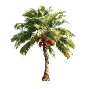 Palm Tree Illustration Vinyl Car Decal Sticker – Waterproof & UV-Resistant 8" Palm Tree Illustration Vinyl Car Decal Sticker – Waterproof & UV-Resistant 8"