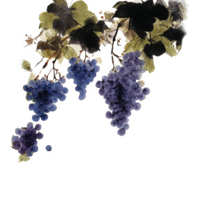 Purple Grapes Vine Vinyl Car Decal Sticker – Waterproof & UV-Resistant 8" Purple Grapes Vine Vinyl Car Decal Sticker – Waterproof & UV-Resistant 8"