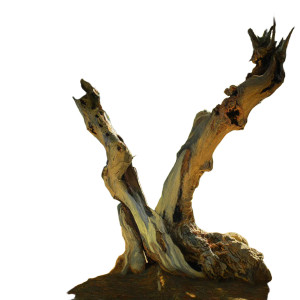 Olive Tree Trunk Vinyl Car Decal Sticker – Waterproof & UV-Resistant 8"