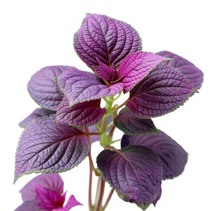 Purple Perilla Vinyl Car Decal Sticker – Waterproof & UV-Resistant 8"