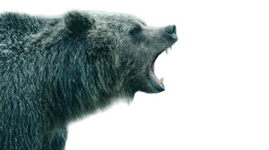 Growling Grizzly Bear V9 Vinyl Car Decal Sticker – Waterproof & UV-Resistant 8" Growling Grizzly Bear V9 Vinyl Car Decal Sticker – Waterproof & UV-Resistant 8"