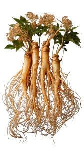 Fresh Ginseng Roots Vinyl Car Decal Sticker – Waterproof & UV-Resistant 8" Fresh Ginseng Roots Vinyl Car Decal Sticker – Waterproof & UV-Resistant 8"