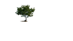 Submerged Summer Tree Vinyl Car Decal Sticker – Waterproof & UV-Resistant 8"