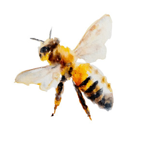Watercolor Bee Vinyl Car Decal Sticker – Waterproof & UV-Resistant 8" Watercolor Bee Vinyl Car Decal Sticker – Waterproof & UV-Resistant 8"