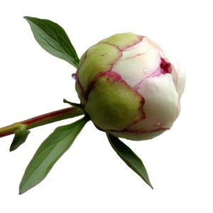 Peony Bud Vinyl Car Decal Sticker – Waterproof & UV-Resistant 8"