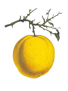 Vintage Yellow Peach Vinyl Car Decal Sticker – Waterproof & UV-Resistant 8"