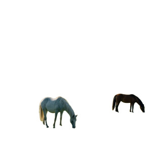 Horses In Pasture Vinyl Car Decal Sticker – Waterproof & UV-Resistant 8"