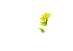 Aquatic Plants Vinyl Car Decal Sticker – Waterproof & UV-Resistant 8"