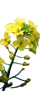 Yellow Rapeseed Flowers Vinyl Car Decal Sticker – Waterproof & UV-Resistant 8"