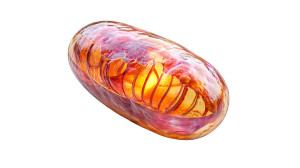 Hyper-Realistic Mitochondrion Vinyl Car Decal Sticker – Waterproof & UV-Resistant 8"