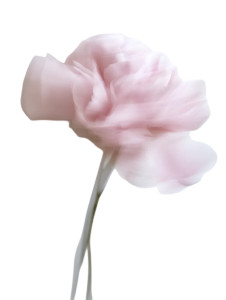 Pink Blurred Flower V4 Vinyl Car Decal Sticker – Waterproof & UV-Resistant 8" Pink Blurred Flower V4 Vinyl Car Decal Sticker – Waterproof & UV-Resistant 8"