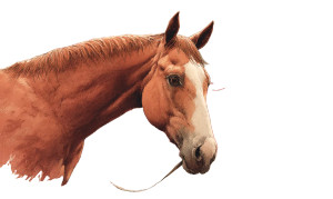 Quaint Horse Painting Vinyl Car Decal Sticker – Waterproof & UV-Resistant 8"