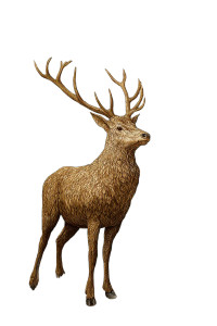 Majestic Stag V3 Vinyl Car Decal Sticker – Waterproof & UV-Resistant 8" Majestic Stag V3 Vinyl Car Decal Sticker – Waterproof & UV-Resistant 8"