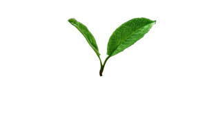 Digital Green Sprout Vinyl Car Decal Sticker – Waterproof & UV-Resistant 8"