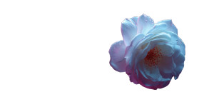 Roses And Thorns Vinyl Car Decal Sticker – Waterproof & UV-Resistant 8"