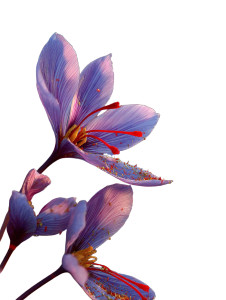 Blooming Saffron Flowers Vinyl Car Decal Sticker – Waterproof & UV-Resistant 8" Blooming Saffron Flowers Vinyl Car Decal Sticker – Waterproof & UV-Resistant 8"