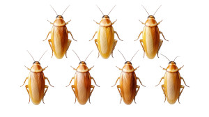 Tiny Cockroaches Crawling V2 Vinyl Car Decal Sticker – Waterproof & UV-Resistant 8"