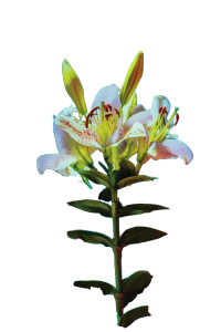 Flowers V6 Vinyl Car Decal Sticker – Waterproof & UV-Resistant 8"