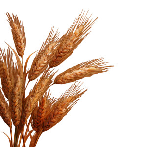 Golden Wheat Vinyl Car Decal Sticker – Waterproof & UV-Resistant 8" Golden Wheat Vinyl Car Decal Sticker – Waterproof & UV-Resistant 8"
