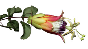 Exotic Flower V2 Vinyl Car Decal Sticker – Waterproof & UV-Resistant 8"