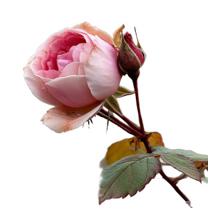 Solitary Blooming Rose Vinyl Car Decal Sticker – Waterproof & UV-Resistant 8"