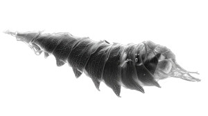 Glowing Butterfly Cocoon Vinyl Car Decal Sticker – Waterproof & UV-Resistant 8"