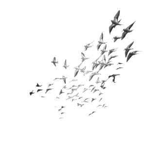 Flying White Birds Vinyl Car Decal Sticker – Waterproof & UV-Resistant 8"