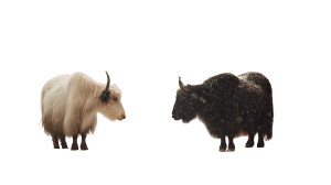 Tibetan Yaks Vinyl Car Decal Sticker – Waterproof & UV-Resistant 8"
