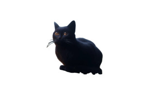 Black Cat V9 Vinyl Car Decal Sticker – Waterproof & UV-Resistant 8"