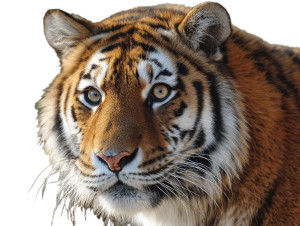Tiger V31 Vinyl Car Decal Sticker – Waterproof & UV-Resistant 8"