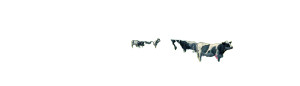 Spring Cattle Vinyl Car Decal Sticker – Waterproof & UV-Resistant 8"