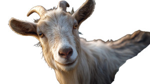 Mountain Goat Close-Up Vinyl Car Decal Sticker – Waterproof & UV-Resistant 8"